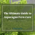 Title-The Ultimate Guide to Asparagus Fern Care Keep Your Plant Thriving