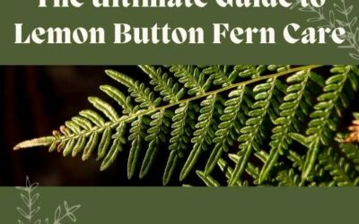 Title-The Ultimate Guide to Lemon Button Fern Care