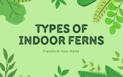 Title-Types of Indoor Ferns Transform Your Home