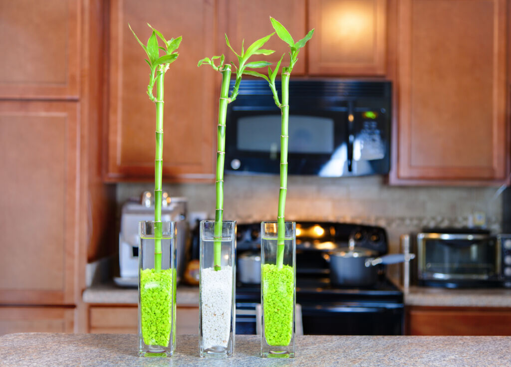 lucky bamboo plant care