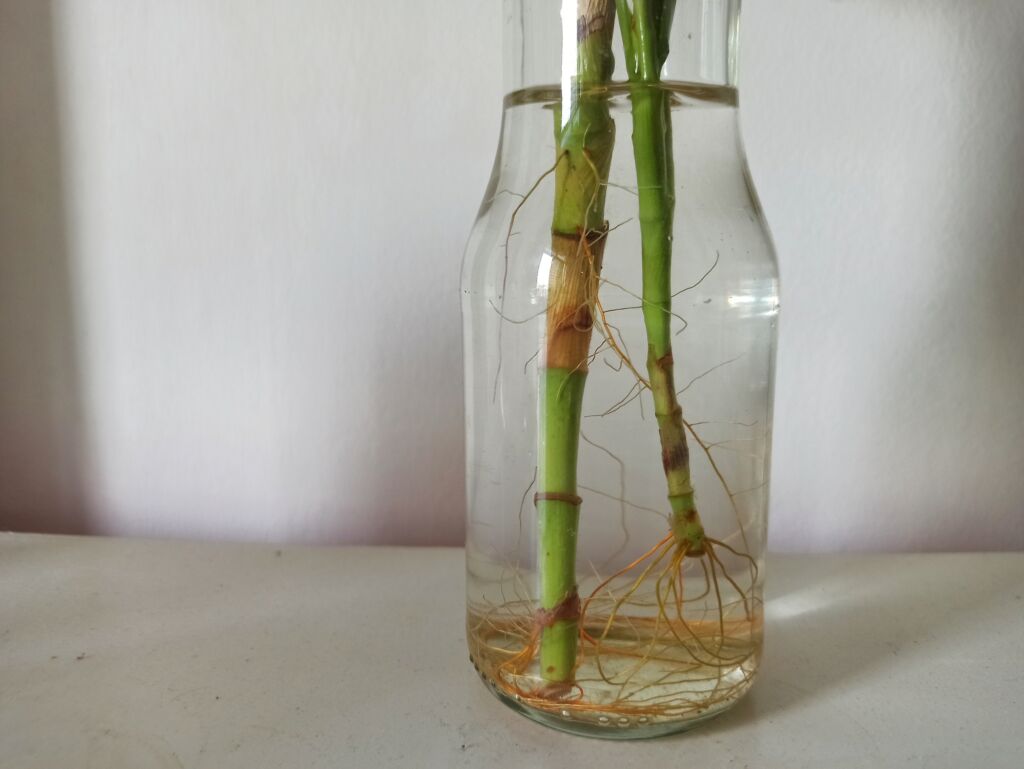 lucky bamboo plant care