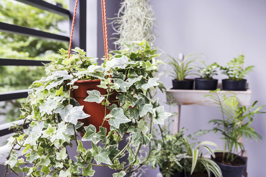 indoor kitchen plants