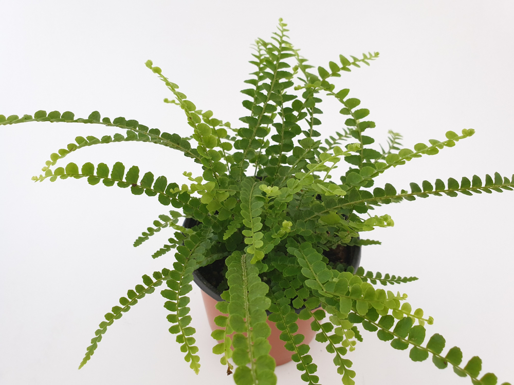 lemon button fern care