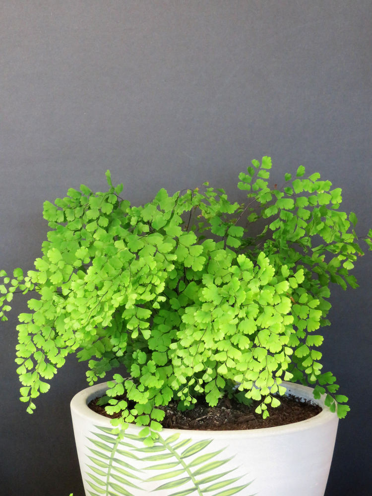 Maidenhair Fern Houseplant Guide - HouseplantJoy.com