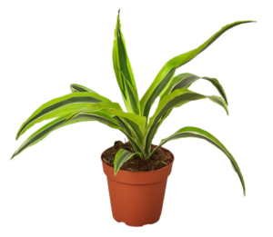 deremensis, dracaena plants