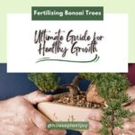 Title-Fertilizing Bonsai Trees Ultimate Guide for Healthy Growth