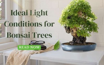 Title-Ideal Light Conditions for Bonsai Trees