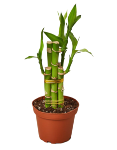 lucky bamboo, dracaena