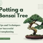 Title-Potting a Bonsai Tree Tips and Techniques for Successful Transplanting