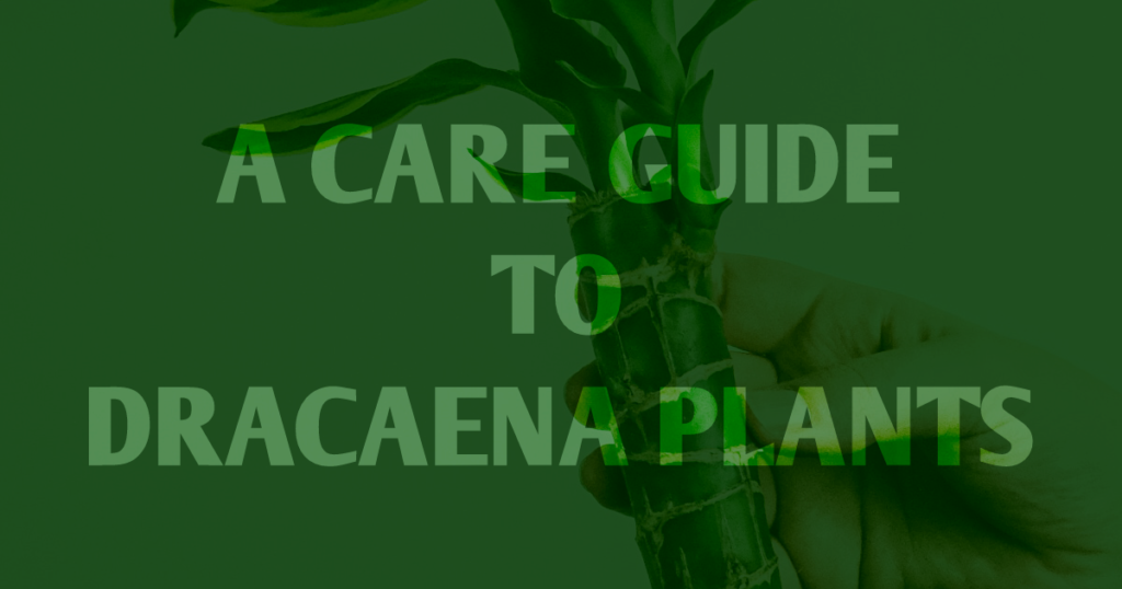 care guide