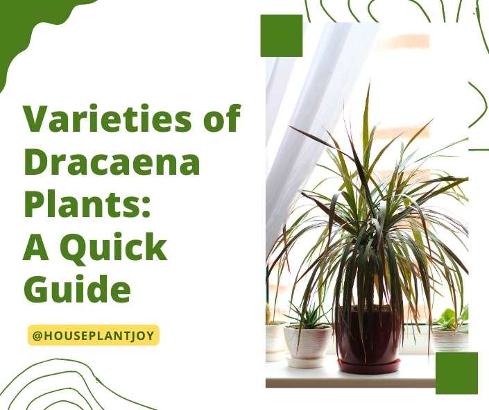 Varieties of Dracaena Plants: A Quick Guide - HouseplantJoy.com