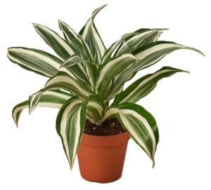 warneckii, dracaena plants