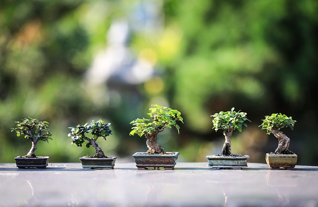 ideal light conditions for bonsai