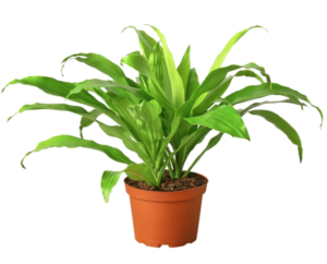 lime light, varieties of dracaena plants