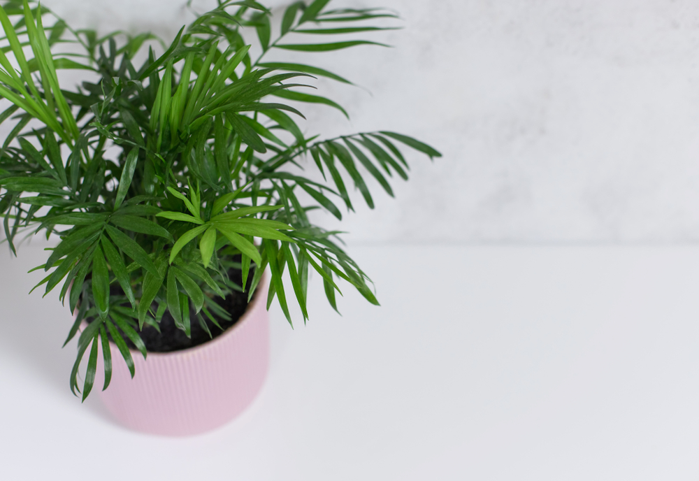 A parlor palm plant with spider mites and a fine webbing