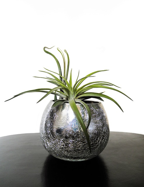 air plants, tillandsia, plant