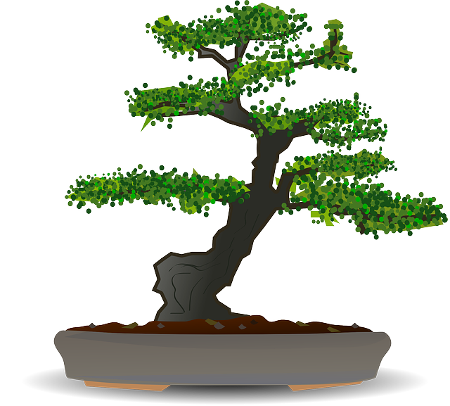 bonsai, tree, dwarf tree