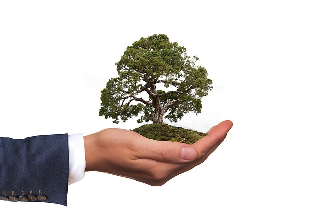 tips for bonsai tree care