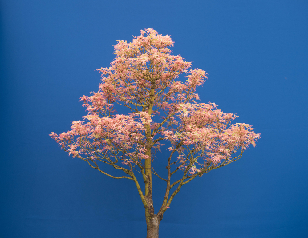 Japanese Maple Bonsai care