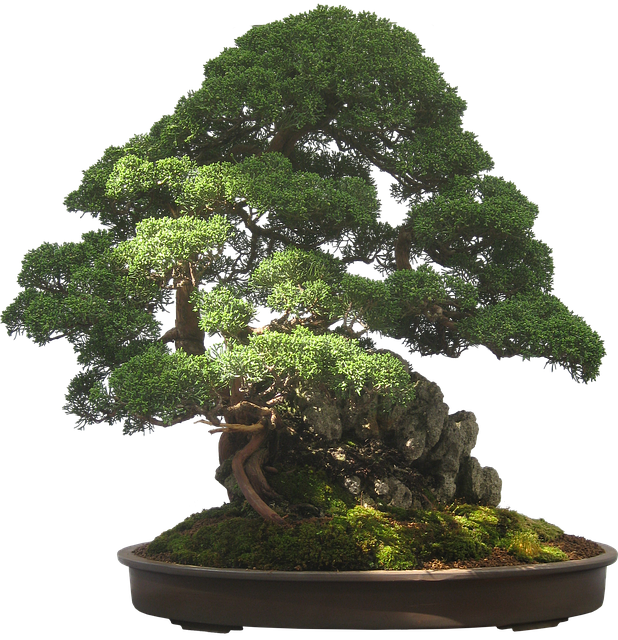 tips for bonsai tree care