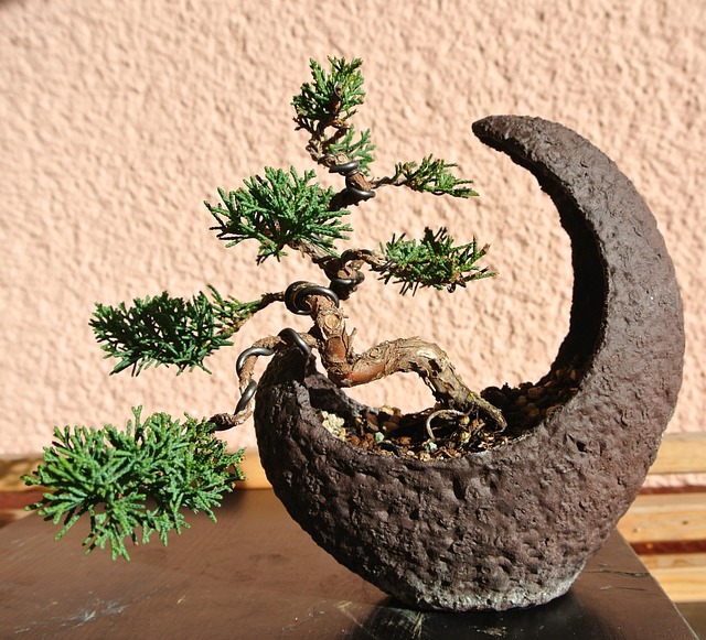 tips for bonsai tree care