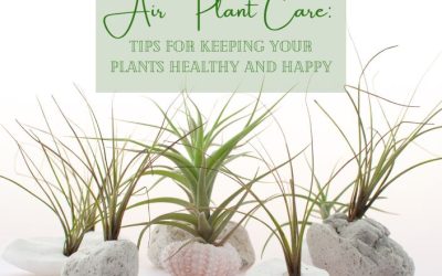 Title-Air Plant Care Tips for Keeping Your Plants Healthy and Happy