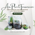 Air Plant Terrarium How to Create and Care for Your Own Miniature Garden