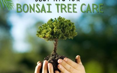 Title-Best Tips for Bonsai Tree Care