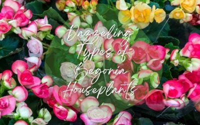 Title-Dazzeling Types of Begonia Houseplants