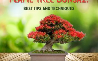 Flame Tree Bonsai Best Tips and Techniques