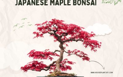 Title-Japanese Maple Bonsai