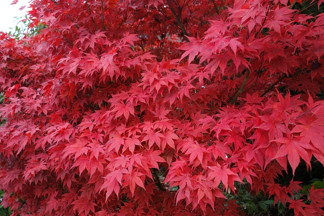 maple, maple tree, japanese maple