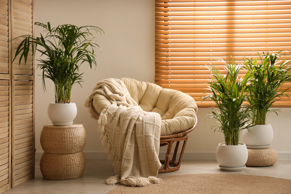 A parlor palm plant with bright indirect light and a well drained soil