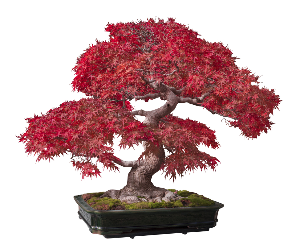 can any tree be a bonsai