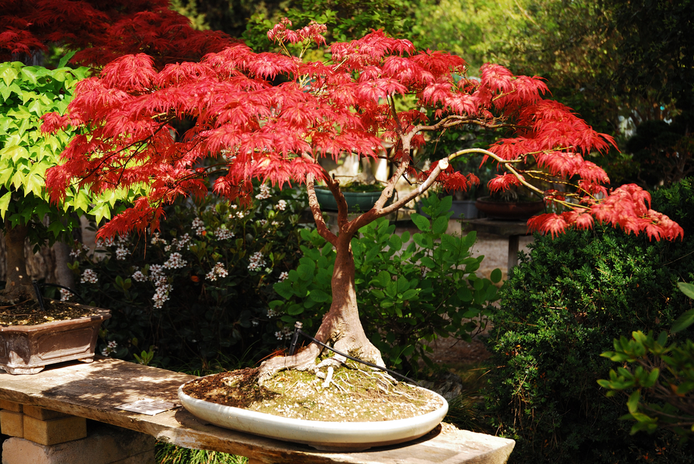 Japanese Maple Bonsai care