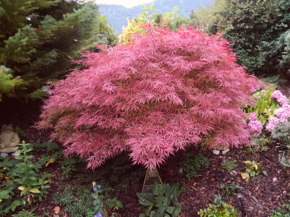 Japanese Maple Bonsai care