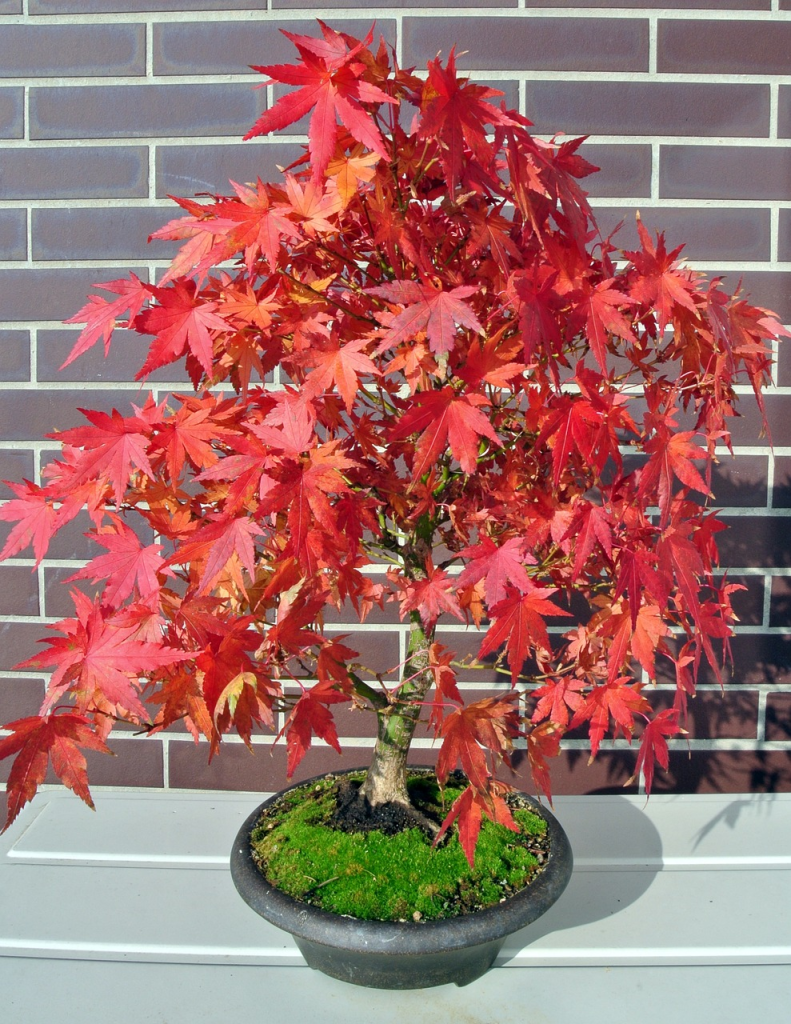 Japanese Maple Bonsai care