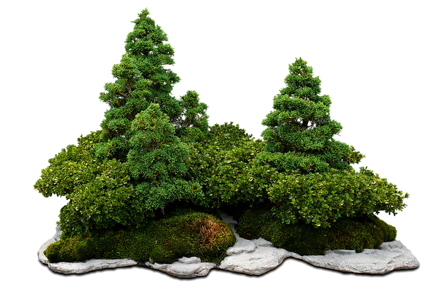 bonsai, bonsai tree, green tree