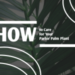 palm plant