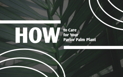 palm plant