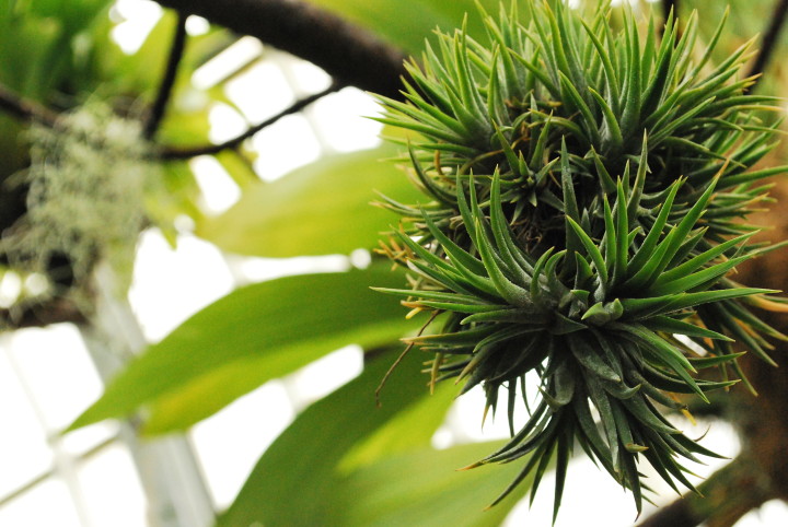 green plants