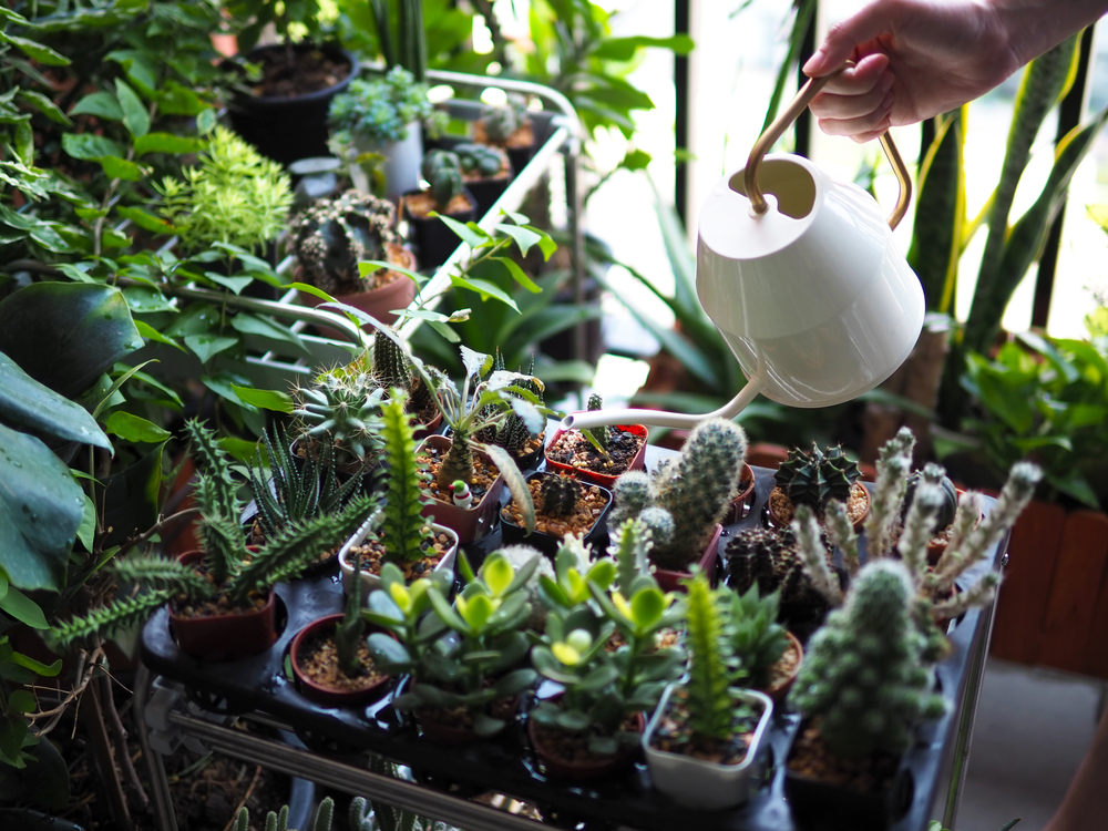 A person assessing the environmental conditions of a cactus plant