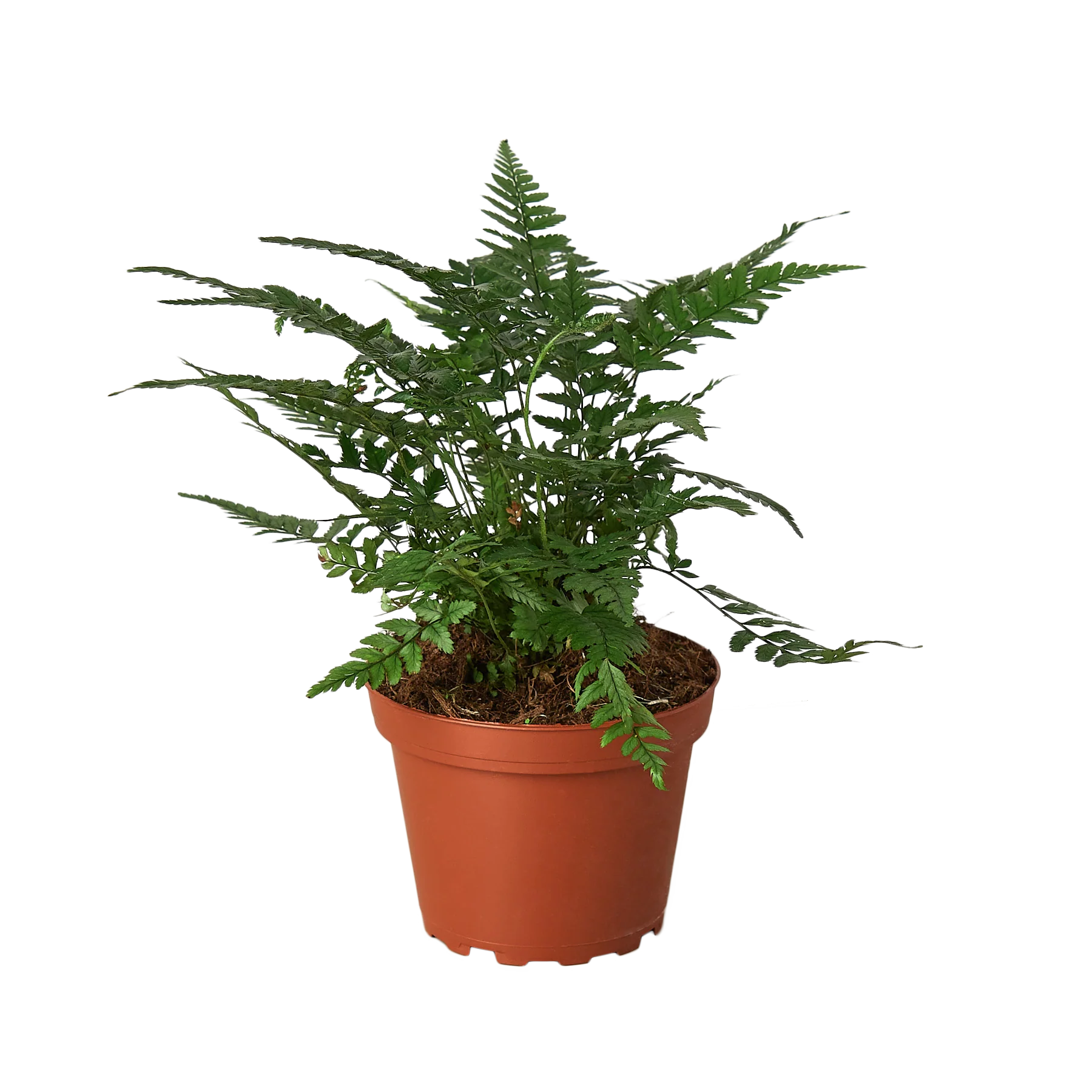 Korean rock fern houseplant