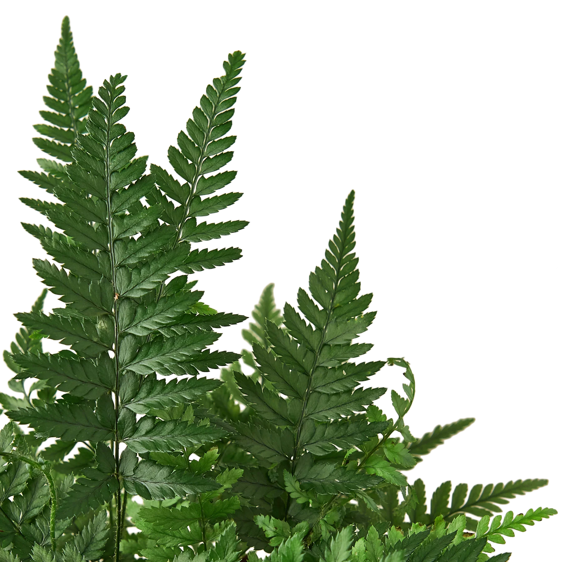 Korean rock fern houseplant