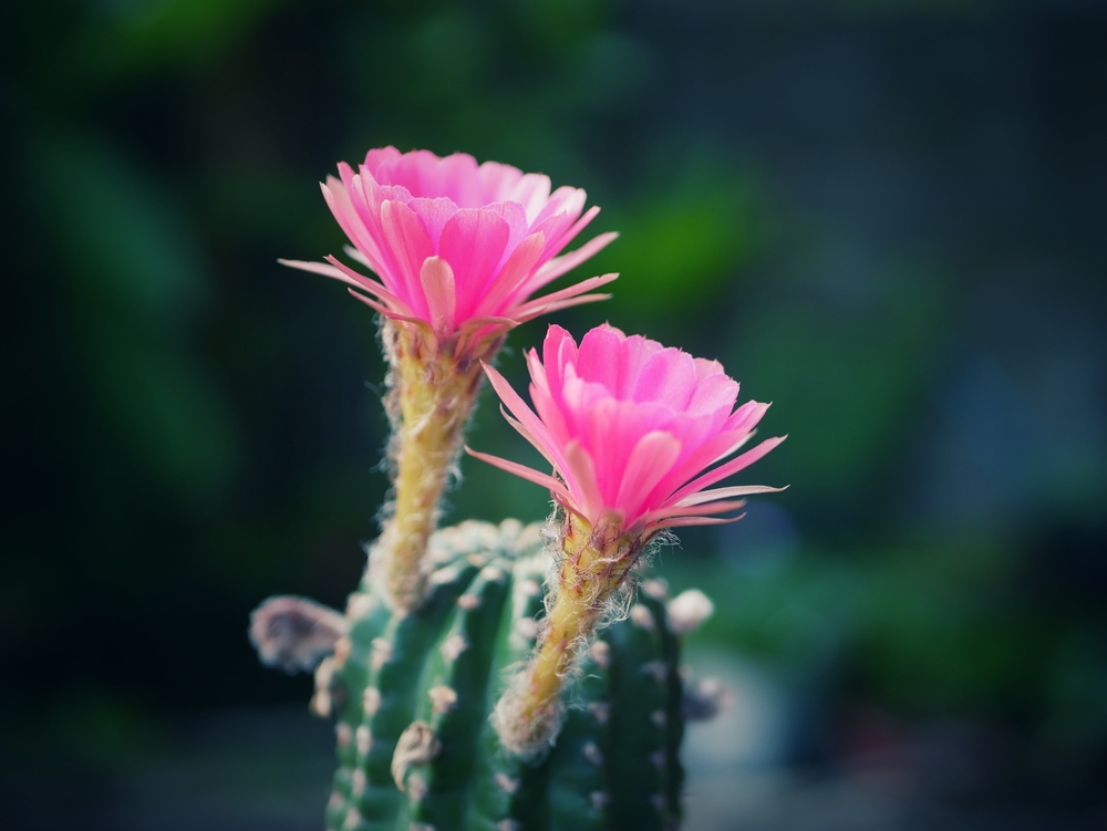 A pot of potting soil with cactus plants growing in it, how often do cactuses need water