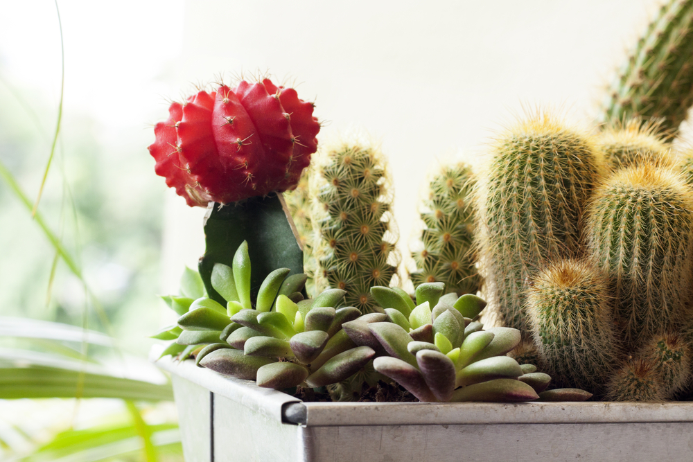 A person assessing the pot size and material of a cactus plant