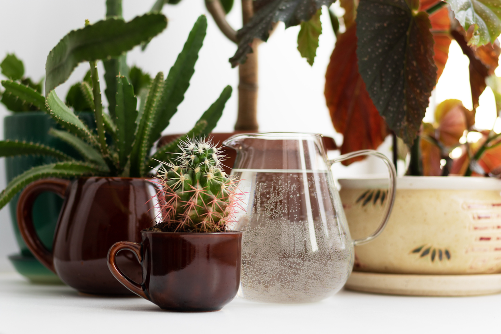 A picture of an underwatered cactus with dry soil and shriveled leaves, highlighting the importance of knowing how often should I water my cactus to keep it healthy.