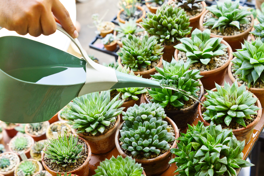 A cactus plant with signs of overwatering