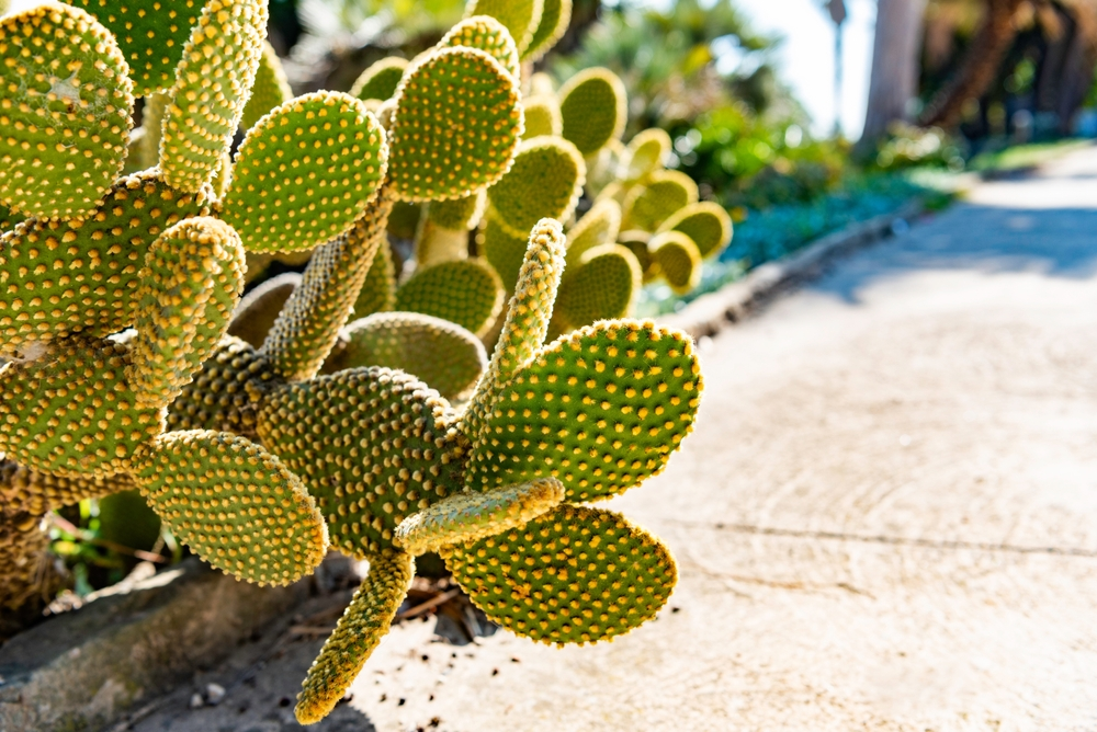 A person using their finger to assess soil moisture in a pot of cactus plants