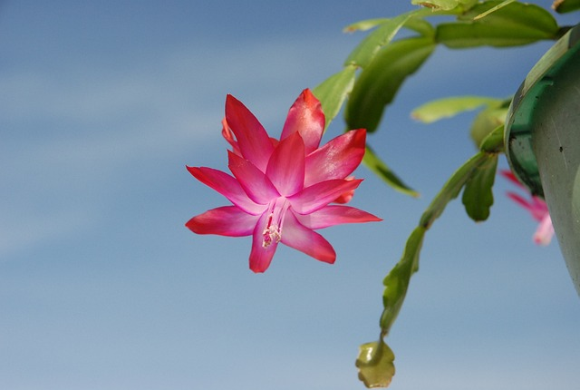 christmas plant, cactus, flower